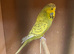 Budgies