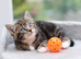 2 Beautiful Tabby Kittens