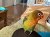 Hand reared beautiful female love bird