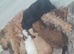 beautiful fluffy Jackapoo puppy