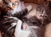Maine Coon x  Ragdoll kittens from pedigree, purebred parents.