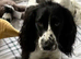 Beautiful black and white cocker spaniel