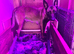 Dutch herder pups