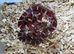 Het palmetto baby corn snakes