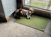 14 week old miniature dachshund
