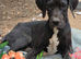 Great dane puppies for sale