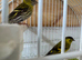 Pair siskins