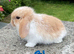 Pure bred mini lops .