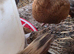 Quail
