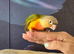 Hand reared tame pineapple gcc (7)