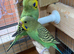 Baby budgies