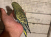 Budgies for sale