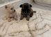 Micro teacup chihuahua n Pomeranian mix