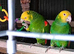 Breeding pair Magna Double Yellow Heads