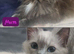 Beautiful Male ragdoll