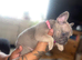 Beautiful female French bulldog puppies