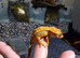 Crested gecko for sale