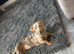 Beautiful Dachshund