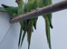 Indian ringneck
