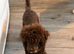 Poodle Female