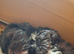 Shih tzu cross toy poodle