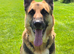 Stunning and strong German Shepherd puppies