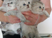 Scottish kittens