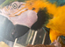 Stunning Blue & Gold Macaw &ndash; Super Tame