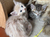 Kittens for sale