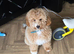 Male cockapoo