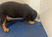 Rottwiler puppies 6 available