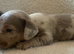 Miniature dachshund