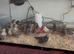 Pekin bantam, Serama and bantam Wyandotte chicks for sale