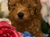 Genuine kc toy poodle