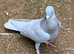 Ash red Opal Cock racing racer pigeon  RPRA ring