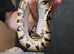 Royal python