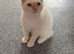 Last Himalayan X Chinchilla Persian Kittens Looking for a home