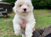 Very friendly yorkiepoo boy pups
