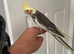 9 week hand reared cockatiel