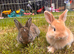 5 beautiful French lop x mini lop
