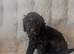 Rare chocolate cavapoos