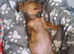 Miniature dachshund girl pra clear