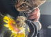 6 beautiful kittens