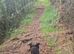 Blue Staffordshire bull terrier for stud