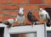 TAME Adult Pet Pigeons & Pairs [Fancy Breeds]