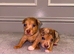 Miniature Rainbow Jack pups for sale