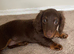 Long haired mini dachshund girl