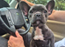 Female frenchie