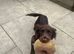 Female working cocker-spaniel