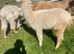 Group of 3 BAS registered Alpaca Females